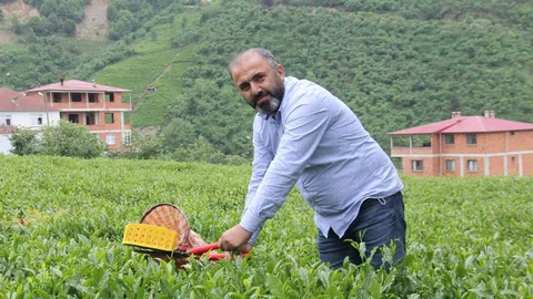 Çay Fiyatlarında Artış Beklentisi