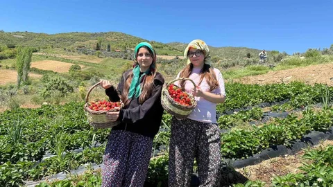 Salihli'de Gençler Çilek Hasadı Yaptı