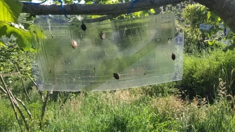 Kahverengi Kokarcalar İçin Tuzaklar Yenileniyor
