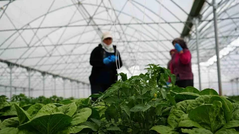 Erzincan'da Marul Hasadı Başladı