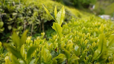 Rize'de Yaş Çay Fiyatı Açıklandı