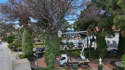 Alanya'da Böceklerle Mücadele Başlatıldı