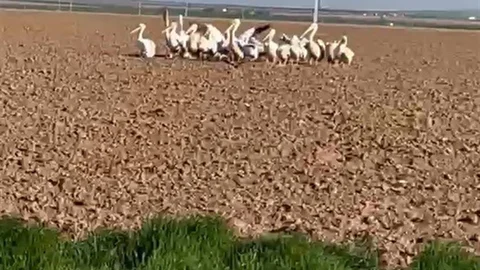 Konya'da Pelikan Sürüsü Görüntülendi
