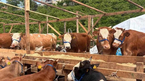 Kurban Pazarı'nda Pazarlık Rüzgarı Esti