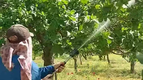 Araban'da Antepfıstığı Üreticileri Mücadeleye Geçti