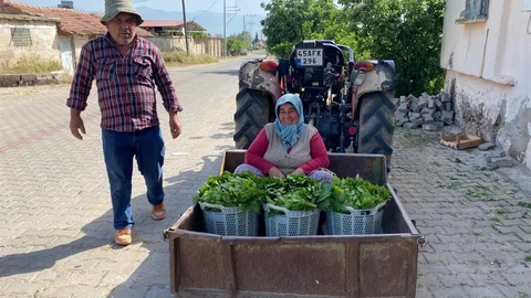 Manisa'da Asma Yaprağı Sezonu Başladı