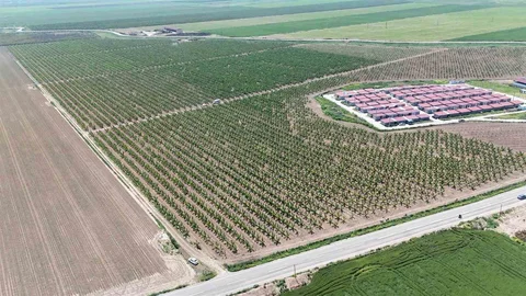 Tarım İşçileri Amik Ovası'nda Çalışıyor