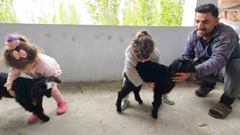 Hasköy'de Yavru Keçiler Balkona Sığındı