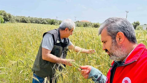Menteşe'de Tarım Kontrolleri Sürüyor