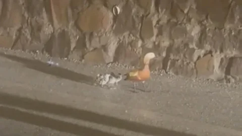 Çankırı'da Selden Etkilenen Ördekler Koruma Altında