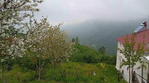 Hendek'te Bahar Manzaraları ve Sis Etkisi