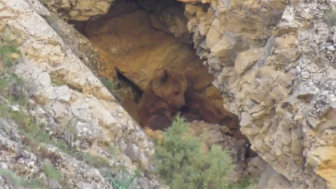 Tunceli'de Anne Ayı ve Yavruları Görüntülendi