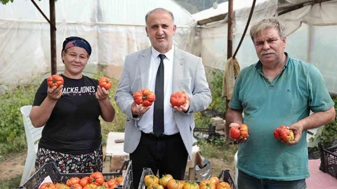 Aydın'da Domates Hasadı Coşkusu