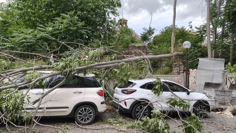 Rüzgarda Devrilen Ağaç Araçlara Zarar Verdi