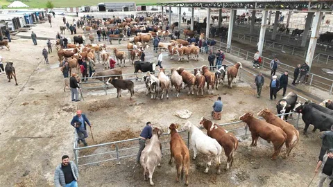 Sorgun'da Canlı Hayvan Pazarı Hareketliliği