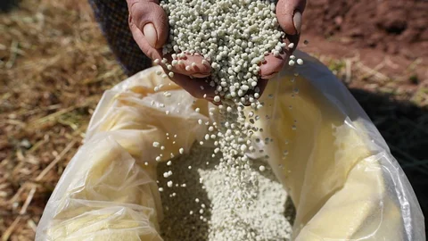 Kale Biberi Fideleri Toprakla Buluştu