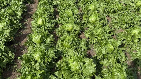 Beypazarı'nda Dolu Yağışı Etkili Oldu