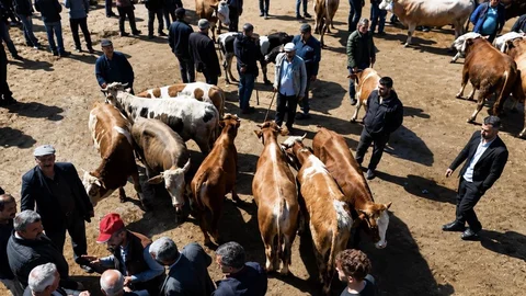 Ağrı'da Kurban Pazarı Hareketlendi
