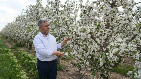Niğde'de Elma Fiyatları Yükseliyor