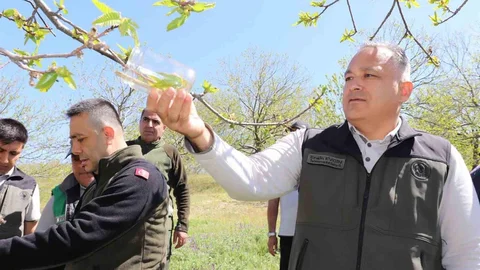 Aydın'da Kestane Zararlısına Karşı Mücadele