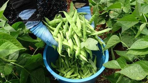 Mersin'de Turfanda Sarıkız Hasadı Başladı
