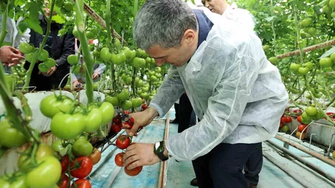 Afyonkarahisar'da Domates Hasadı Yapıldı