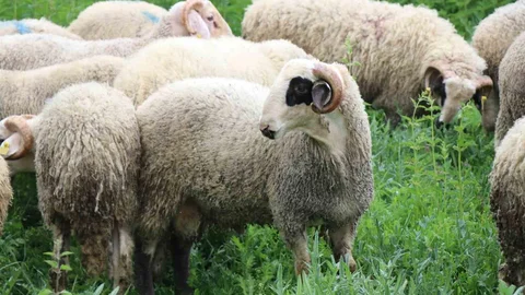 Bolu'da Küçükbaş Kurbanlık Talebi Artıyor