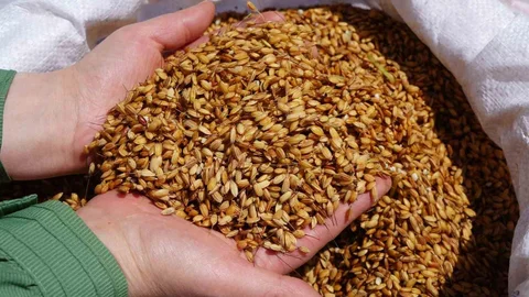 Tosya Sarıkılçık Pirinci Hakkında Açıklama
