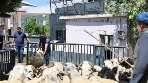 Diyarbakır'dan Kurbanlık Sevkıyatı Sürüyor