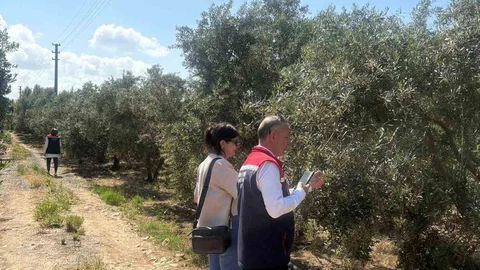 Didim'de Zeytin Verim Tespiti Başladı