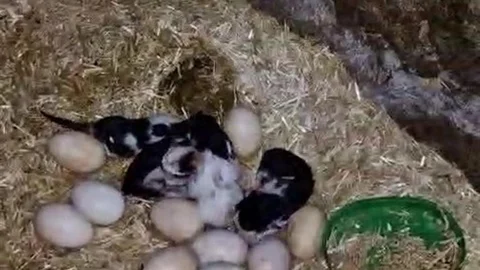 Tavuk ve Kedi Arasındaki İlginç Annelik Olayı