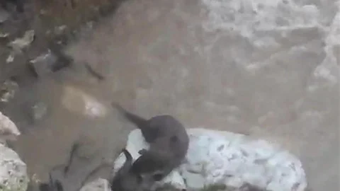 Düzce'de Su Samurları Oynuyor