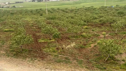 Siirt'te Fıstık Rekoltesi Artıyor
