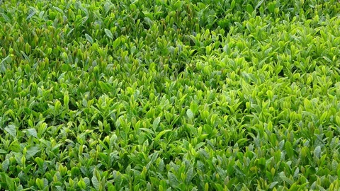 Trabzon'da Yaş Çay Sezonu Başladı