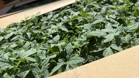 Karadeniz Ereğli'de Fidan Dağıtımı Yapıldı