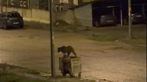 Kars'ta Ayıların İlginç Davranışları