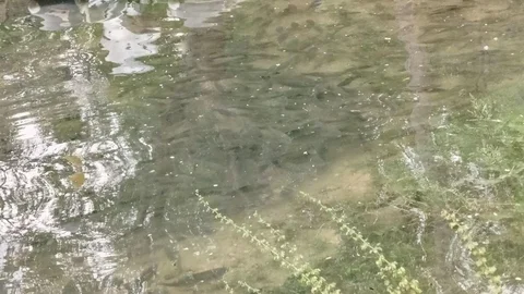 Fırat Nehri'nde Balık Akını Yaşandı