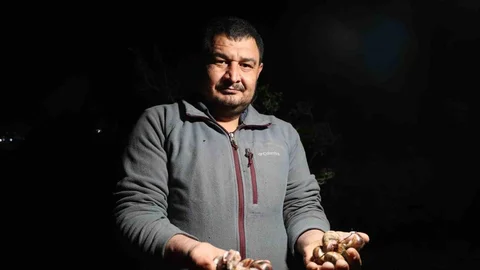 Adana'da Salyangoz Toplama Faaliyeti