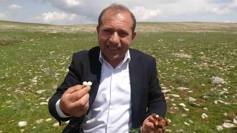 Malatya'da Çiğdem Toplama Zamanı