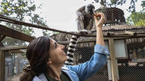 Antalya'da Yavru Lemur Heyecanı