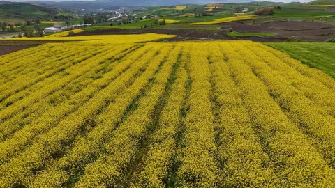Samsun'da Kanola Üretiminde Ciddi Artış Yaşanıyor