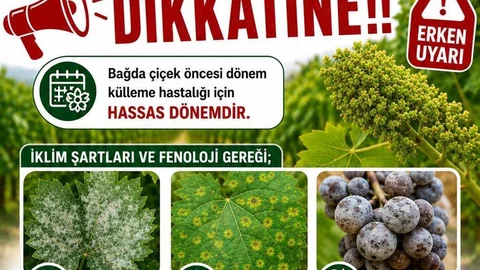 Manisa'da Üzüm Bağları İçin İlaçlama Uyarısı