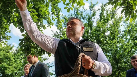 Bilecik'te Can Eriği Hasadı Başladı