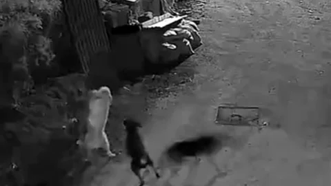 Kastamonu'da Kurtlar Köpeği Boğdu