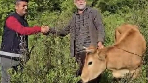 Osmaniye'de Uçuruma Düşen Düve Kurtarıldı