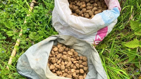 Kocaeli'de Nesli Tehlike Altındaki Salep Yumurta Cezası