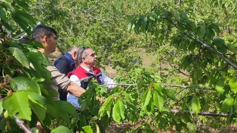 Aydın'da Dolu Yağışı Zarar Verdi