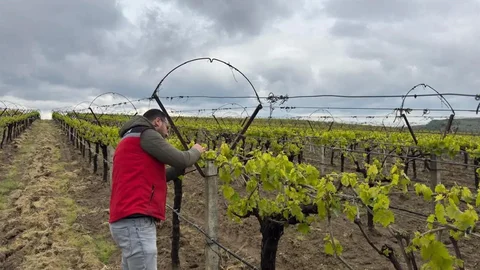 Sarıgöl'de Hava Sıcaklığı Dalgalanmaları Araştırılıyor