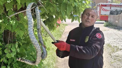 Kırıkkale'de Yılanın Hedefindeki Kuşlar Kurtarıldı