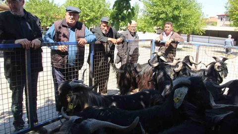 Muğla'da Kurbanlık Satışları Yoğunlaşmış Durumda